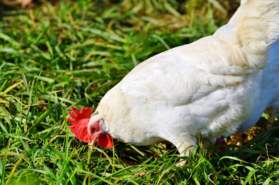 Free range livestock farm
