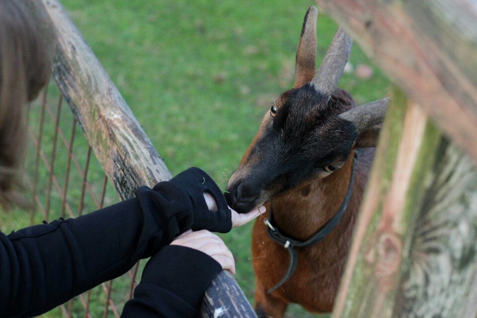 Cute fence eat