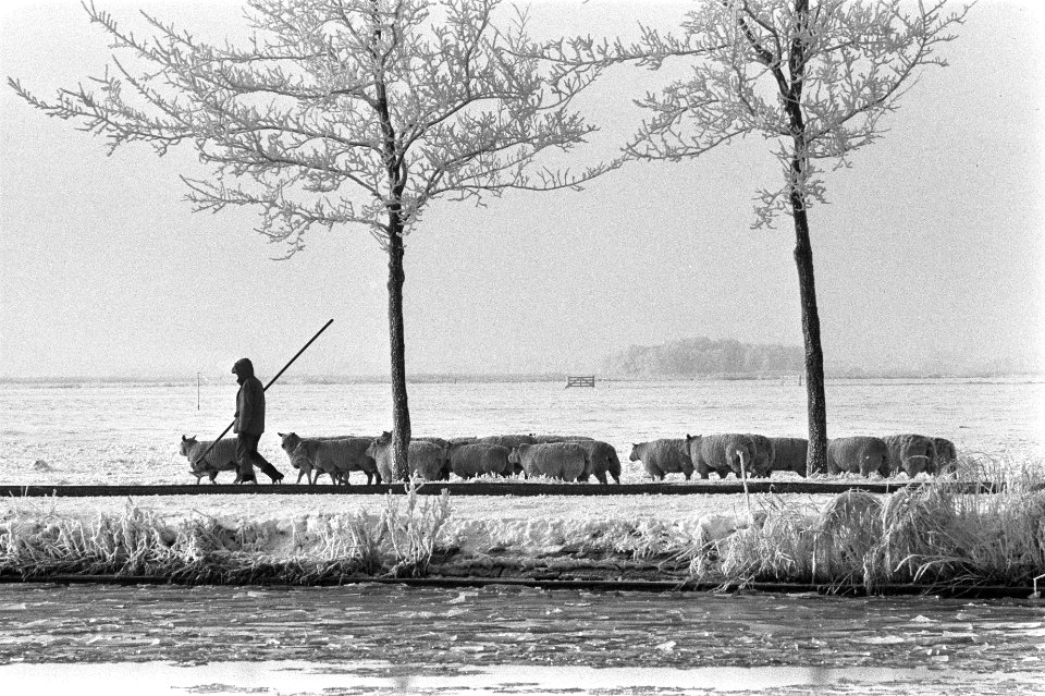 Winterweer blijft aanhouden. Boer hoedt zijn schapen in de sneeuw bij Purmerend, Bestanddeelnr 931-8679