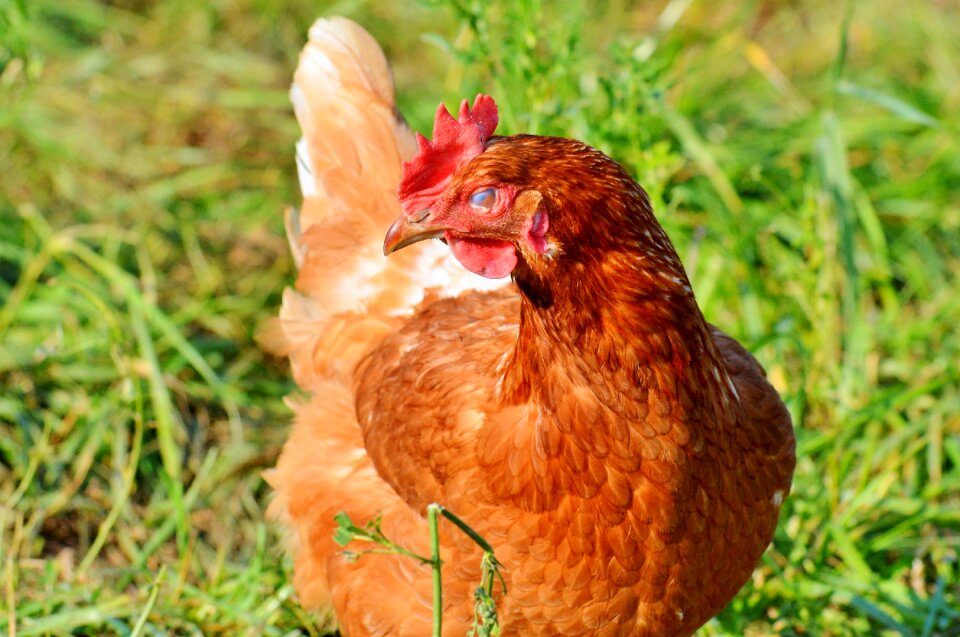 Free range livestock farm