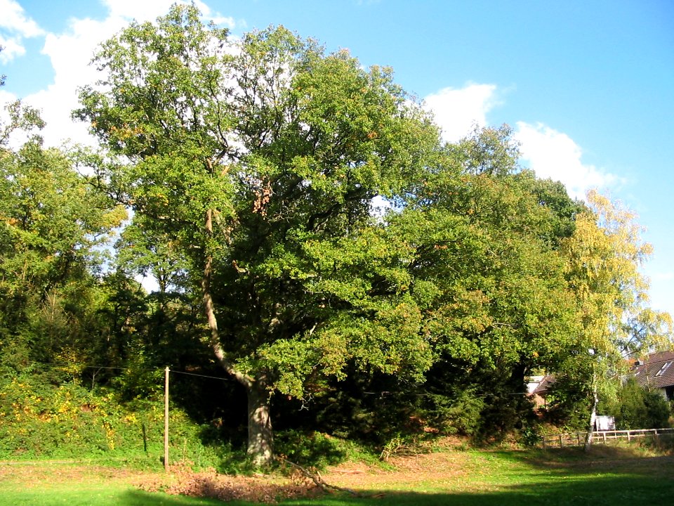 Witten Muttental Stieleiche