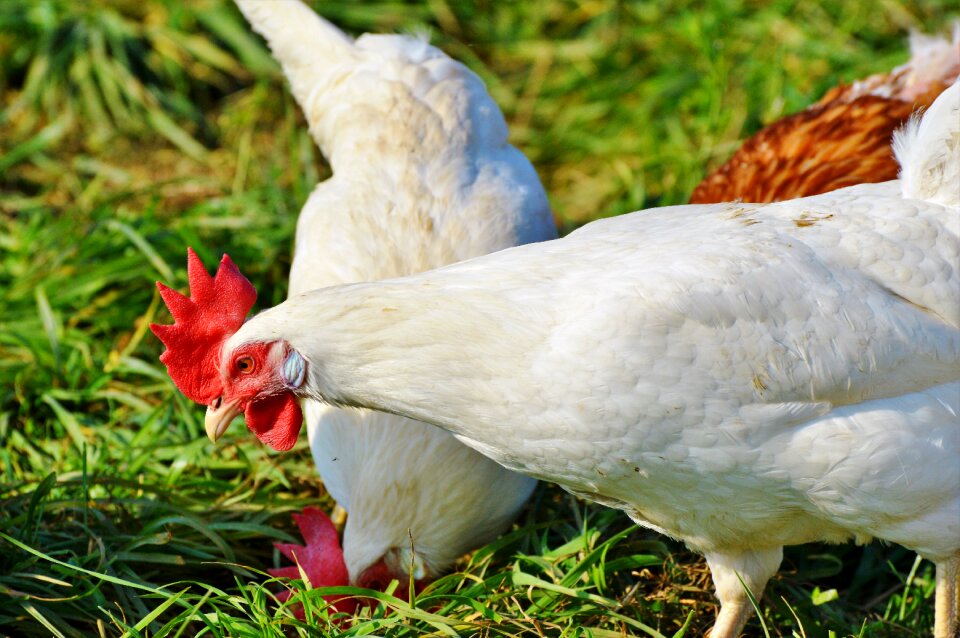 Free range livestock farm
