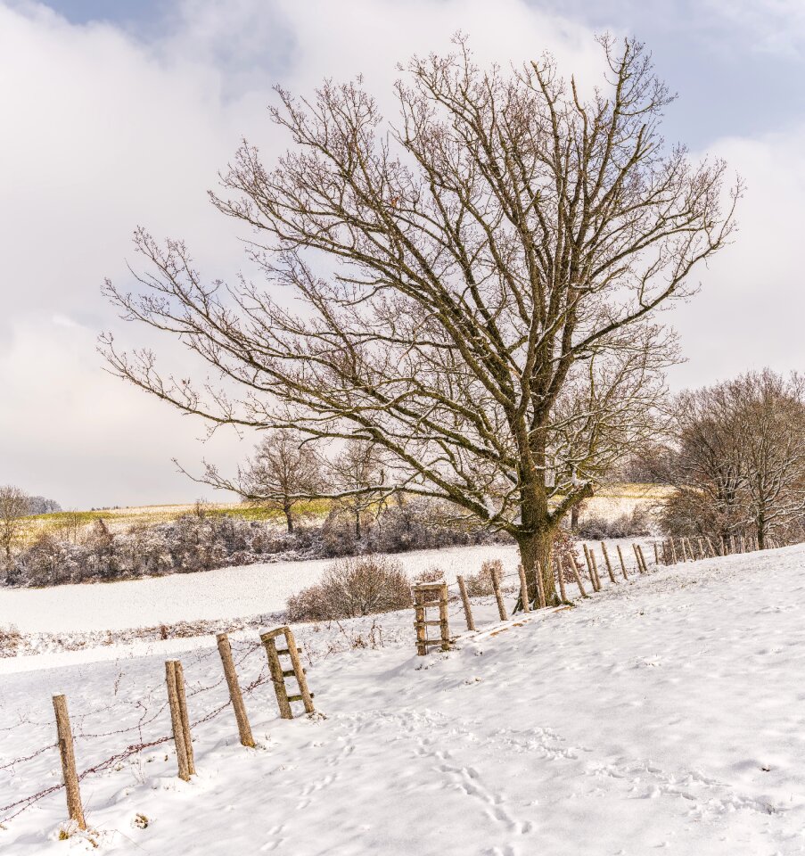 Frost cold tree