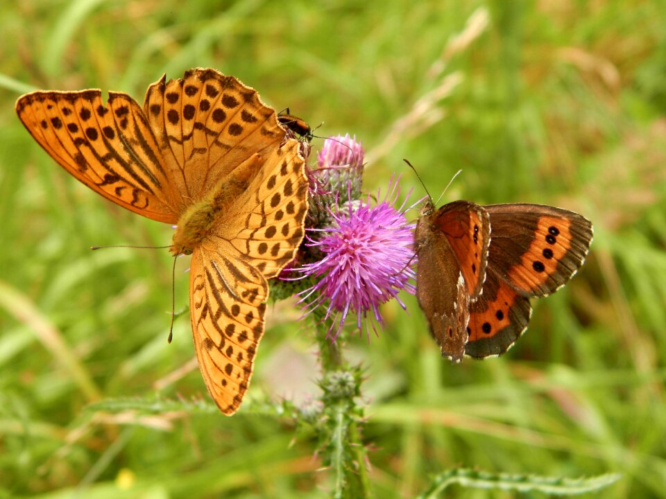 Butterflies forests slovakia