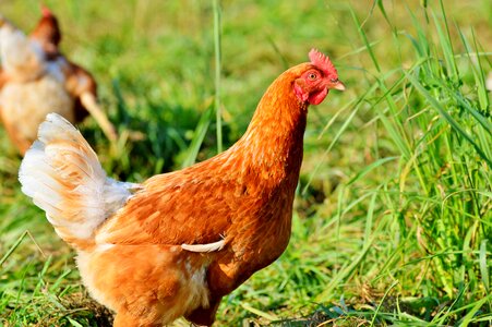 Free range livestock farm