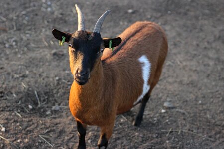Horns farm billy goat photo