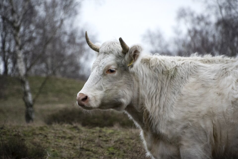 Farm grass cow