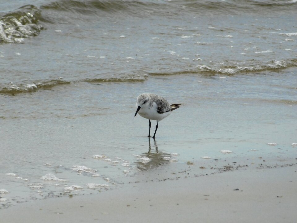 Sea birds beach photo