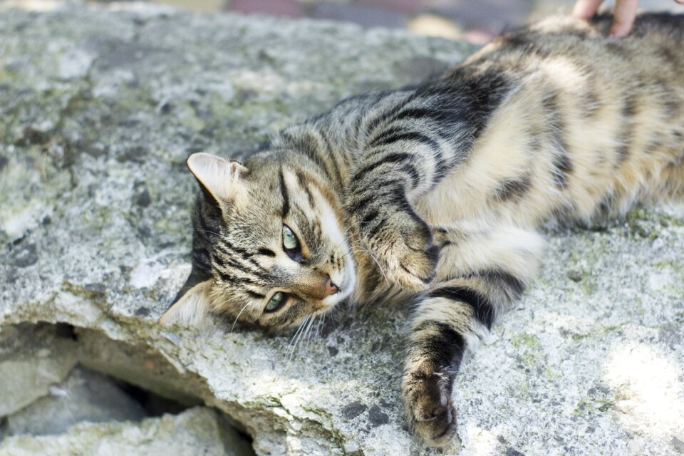 Pet cat looking fluffy cat
