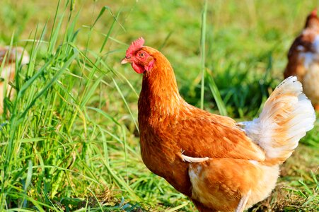 Free range livestock farm
