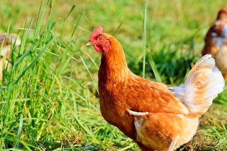 Free range livestock farm photo