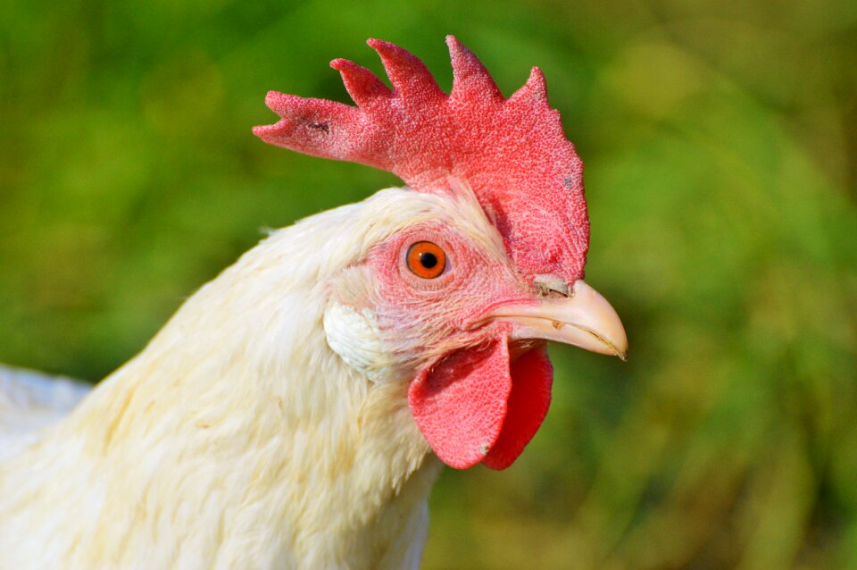 Free range livestock farm
