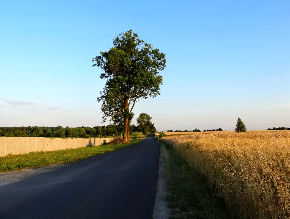 Wysoczyzna Osielska k Czarnowczyna 5 07-2014