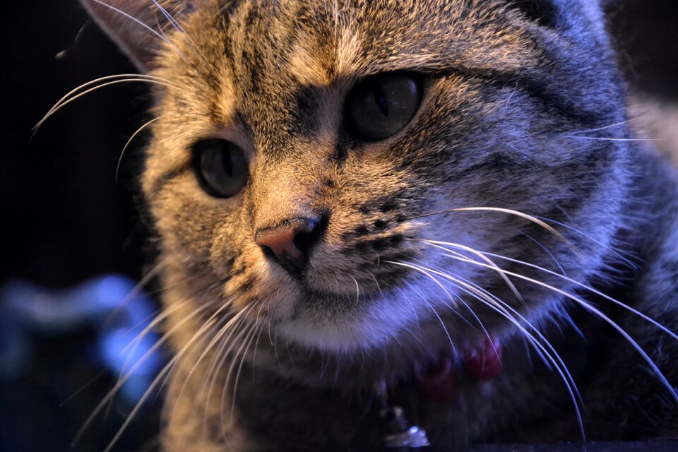 Portrait fur charming