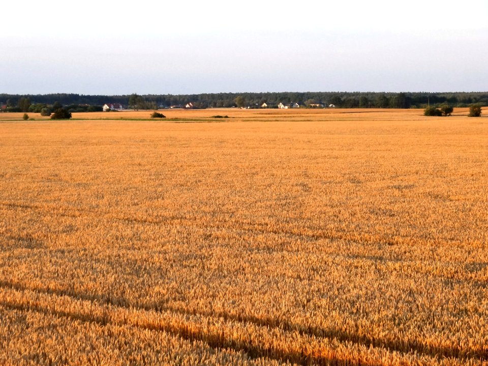 Wysoczyzna Osielska k Czarnowczyna 13 07-2014