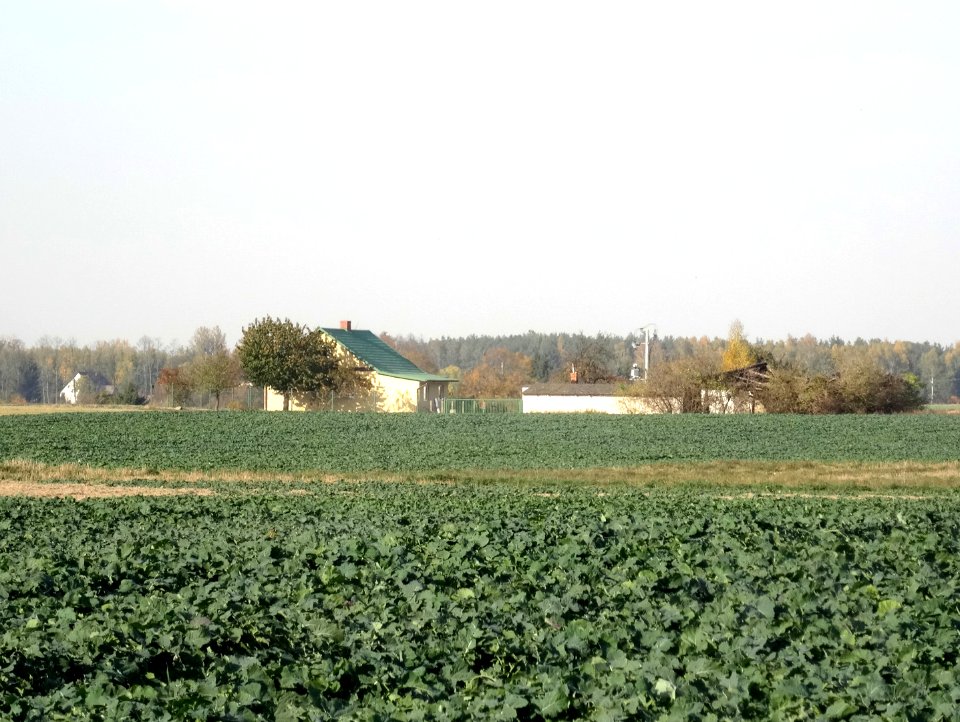 Wysoczyzna Osielska 10-18 15