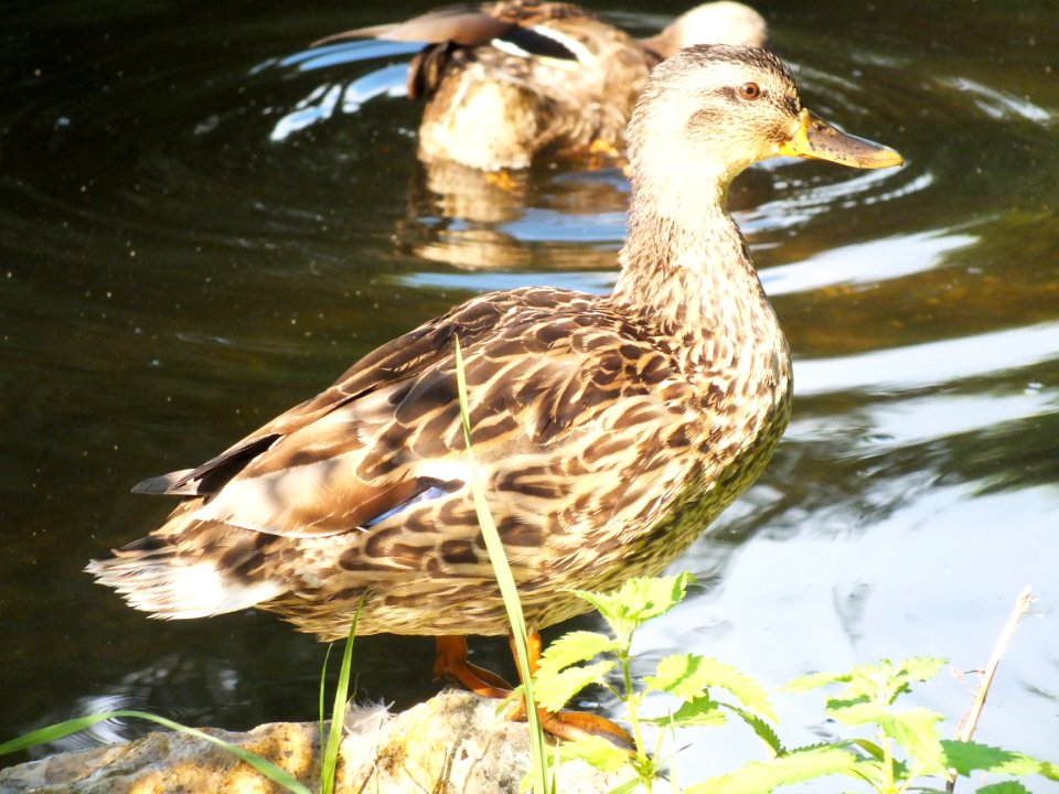 Wzwz LaWok Würmschleife 11