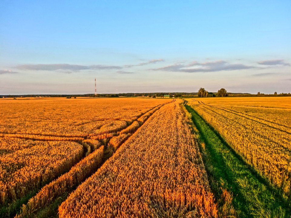 Wysoczyzna Osielska k Czarnowczyna 7 07-2014