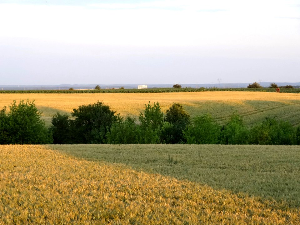 Wysoczyzna Osielska k Czarnowczyna 15 07-2014