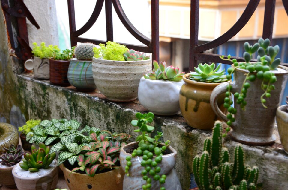 Terrarium tree pottery