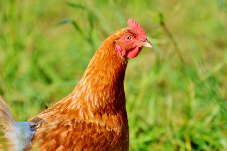 Free range livestock farm