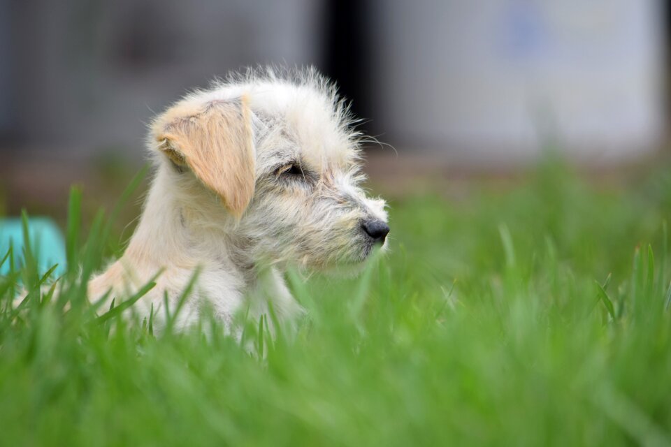 Nice small canis lupus familiaris