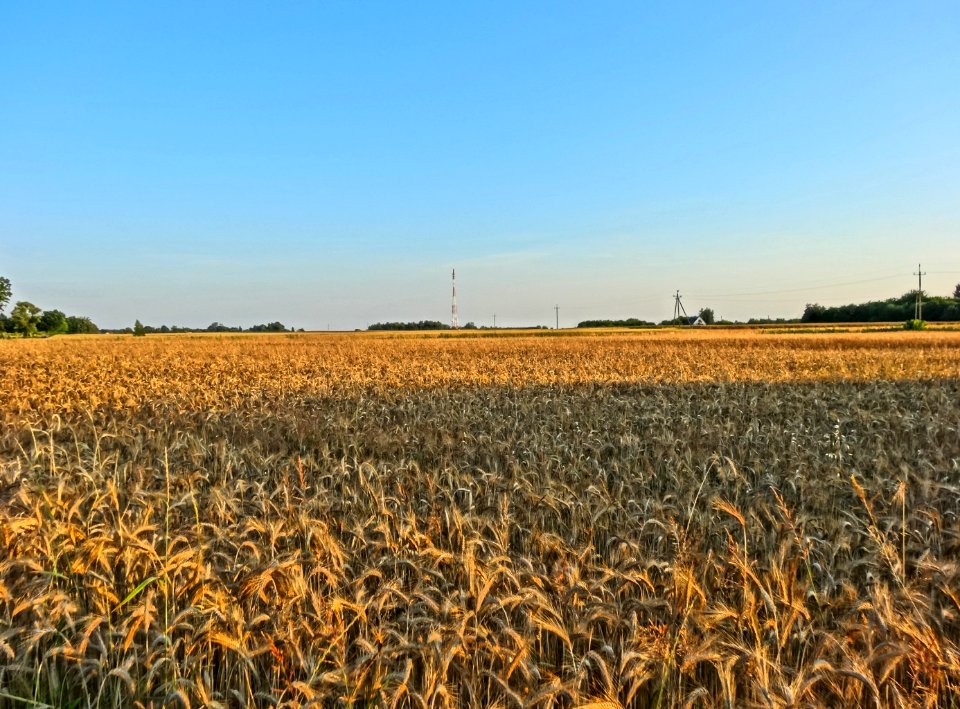 Wysoczyzna Osielska k Czarnowczyna 2 07-2014