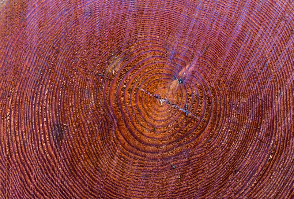 Nature close up wood