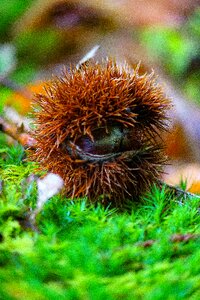 Bug thorny chestnuts shell thorny