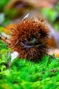 Bug thorny chestnuts shell thorny photo