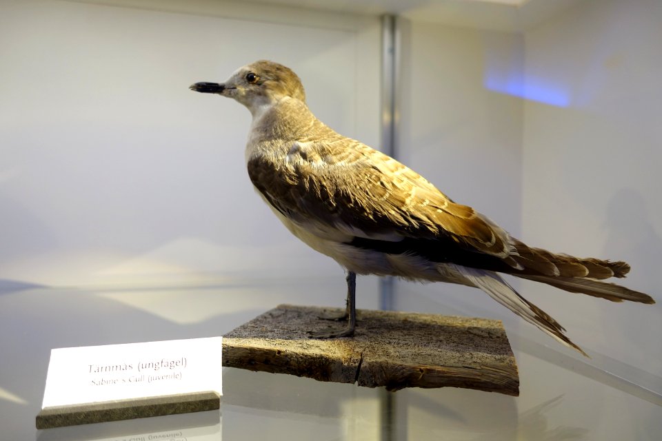 Xema sabini - Swedish Museum of Natural History - Stockholm, Sweden - DSC00688