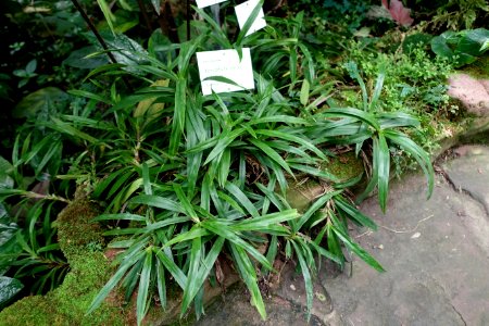 Xerophyta elegans - Botanischer Garten - Heidelberg, Germany - DSC01008