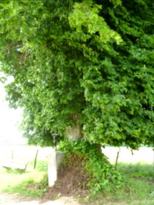 Xhoris-tilleul des Lognards (8)