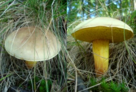 Xerocomus subtomentosus Podkomorské lesy