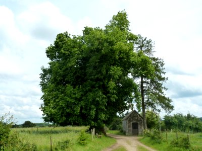 Xhoris-tilleul des Lognards (1)