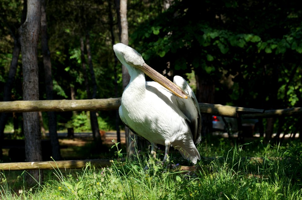 Xhoni the dalmatian pelican 1 (OSCAL19 trip)