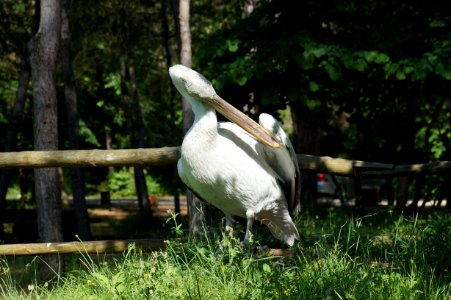 Xhoni the dalmatian pelican 1 (OSCAL19 trip)