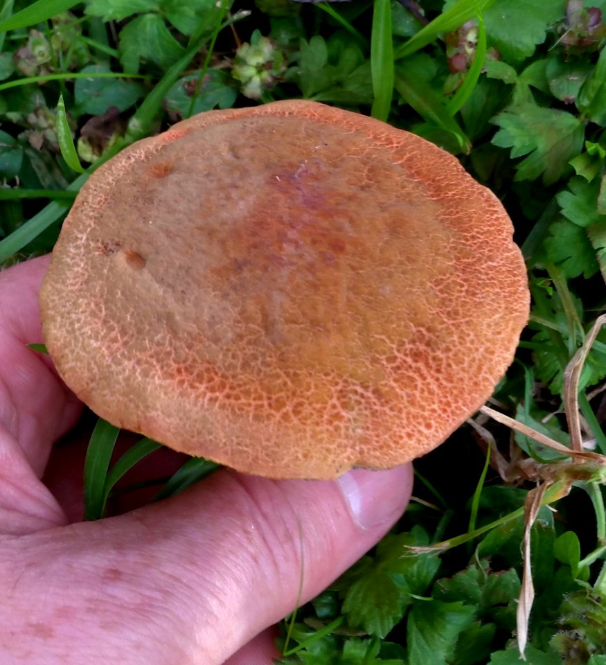 Xerocomellus ripariellus 6718122