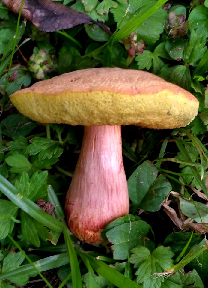 Xerocomellus ripariellus 6718103