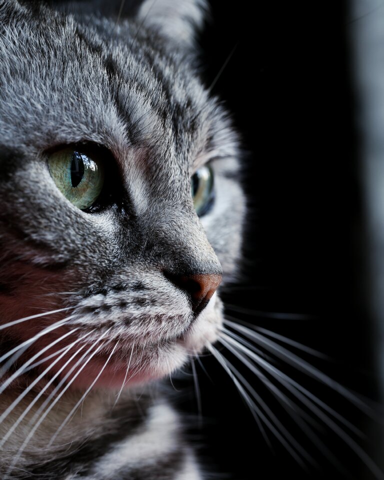 Fur mammals portrait