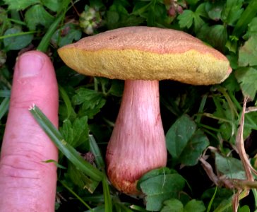 Xerocomellus ripariellus 6718123