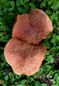 Xerocomellus ripariellus 6718121