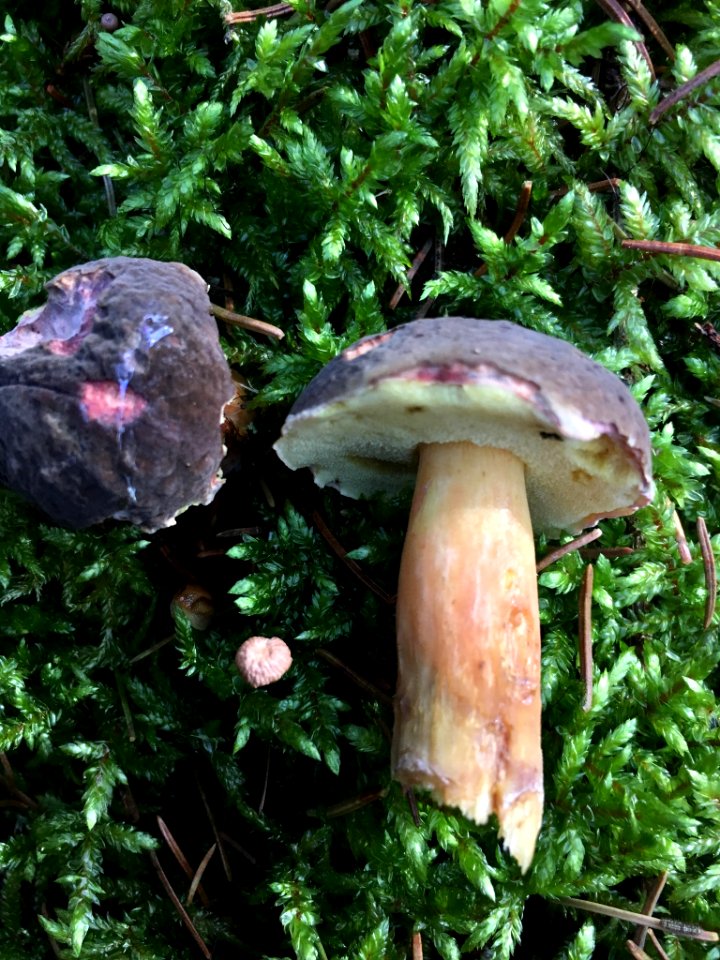 Xerocomellus pruinatus 54439465