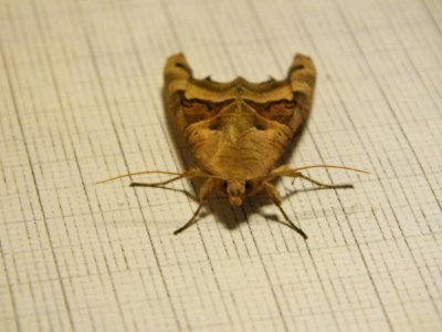 Wzwz butterfly b6