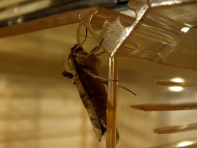 Wzwz butterfly b2