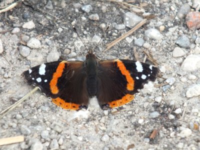 Wzwz butterfly d1 photo
