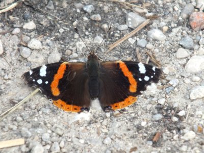 Wzwz butterfly d1