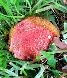Xerocomellus ripariellus 6718120