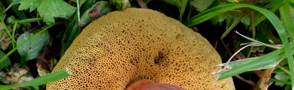 Xerocomellus ripariellus 6718104