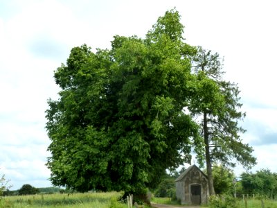 Xhoris-tilleul des Lognards (2)